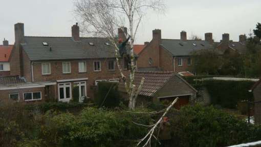 weghalen van een boom, verwijderen en kappen van bomen in Oss